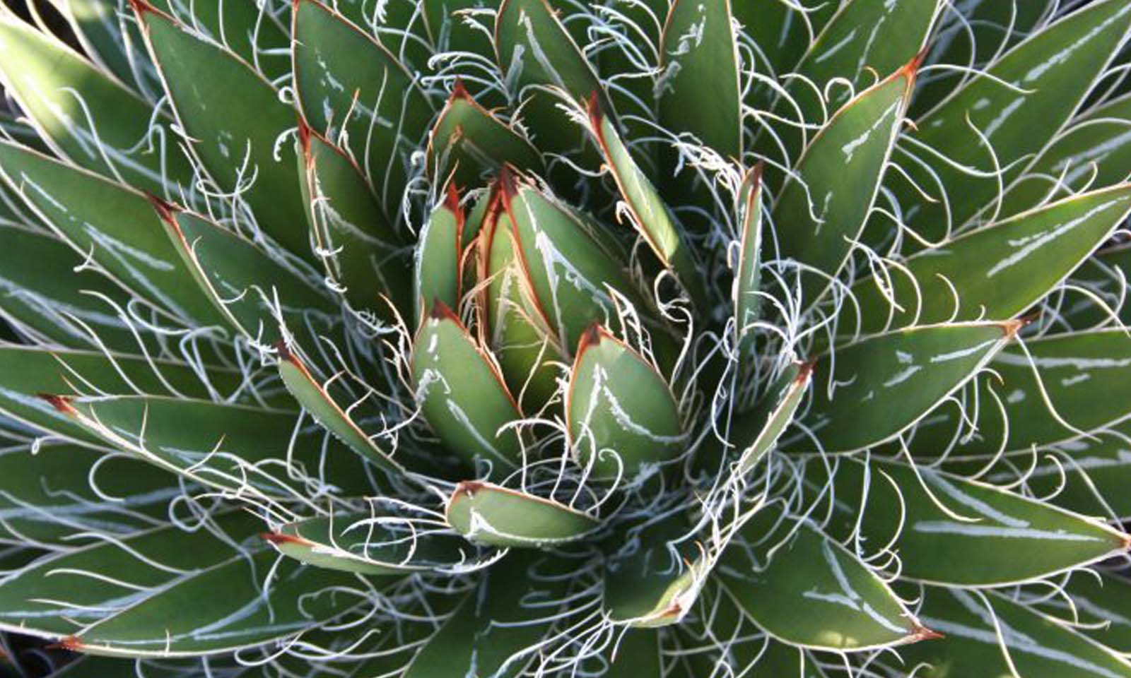 Agave filifera